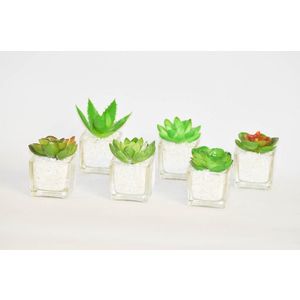 Sukulent v skle s kamienkami m vyobraziť