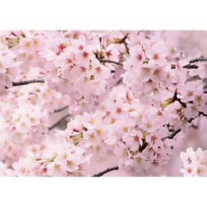 Fototapeta Sakura 180 x 127 cm, 1 diel vyobraziť