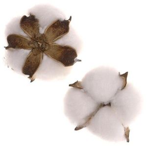 Dekoratívne hlavičky bavlny, 12 ks vyobraziť