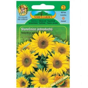 Slnečnica ročná jednoduchá, žlutá vyobraziť