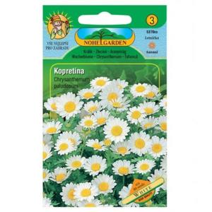 Margarétka balkónová biela vyobraziť