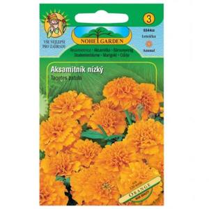 Aksamitnica rozložená plnokvetá, oranžová vyobraziť