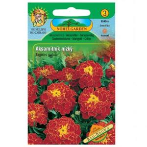 Aksamitnica rozložená plnokvetá, červeno-hnědá vyobraziť