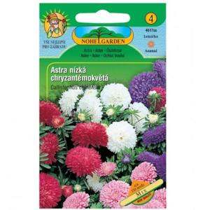 Astra čínska nízka chryzantémokvetá, zmes vyobraziť