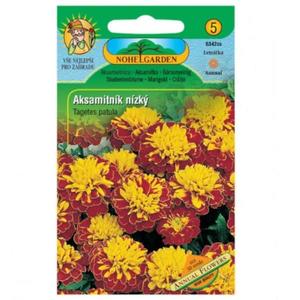 Aksamitnica rozložená plnokvetá, hnědo-žlutá vyobraziť