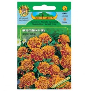 Aksamitnica rozložená plnokvetá, oranžovo-hnědá vyobraziť