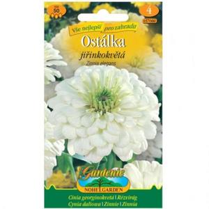 Cínia pôvabná georgínokvetá biela vyobraziť
