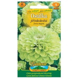 Cínia pôvabná georgínokvetá, zelená vyobraziť