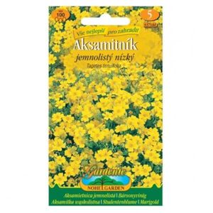 Aksamietnica jemnolistnatá nízka, žlutá vyobraziť