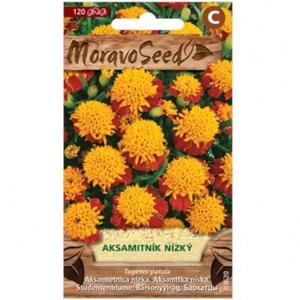 Aksamitnica rozložená plnokvetá, žlto-hnedá vyobraziť