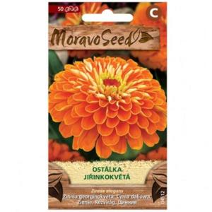 Cínia pôvabná georgínokvetá, oranžová vyobraziť