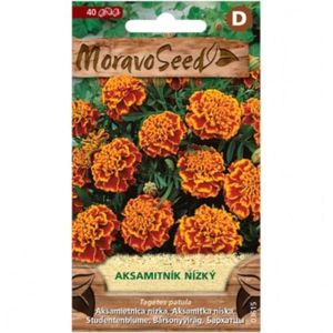 Aksamitnica rozložená plnokvetá, oranžovo-hnedá vyobraziť