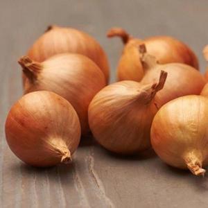 Shallots Golden Gourmet Cibuľa sadzačka 0, 5 kg 7-14 mm vyobraziť