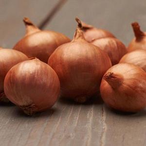 Shallots Red Sun Cibuľa sadzačka 0.5 kg 7-14MM vyobraziť