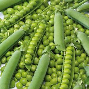 Hrach siatý pravý Bio vyobraziť