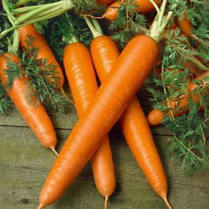 Bio Mrkva obyčajná pravá vyobraziť