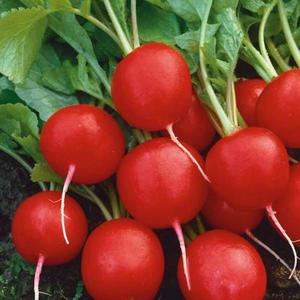 Bio Reďkovka vyobraziť