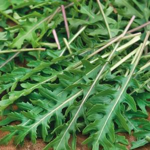 Bio Rukola Wild Rocket vyobraziť