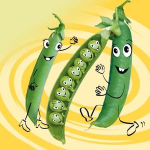 Hrach siatý skorý Gloriosa vyobraziť