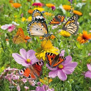 Pre motýle kvetinová zmes vyobraziť