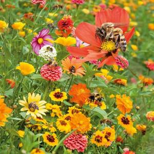 Pre včely kvetinová zmes vyobraziť