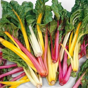 Mangold Colour vyobraziť