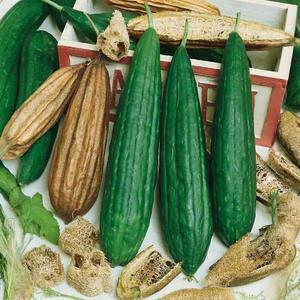 Egyptská Trukva vyobraziť