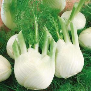 Fenikel obyčajný De Florencia vyobraziť