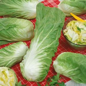 Čakanka šalátová Bravo vyobraziť