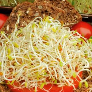 Semená na klíčky - Zdravý duet vyobraziť