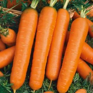 Mrkva Premium Karotela vyobraziť