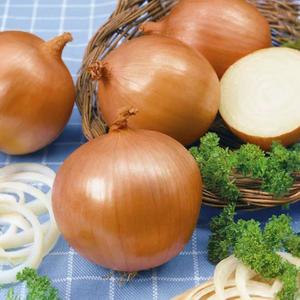 Cibuľa jarná Premium Klaria vyobraziť