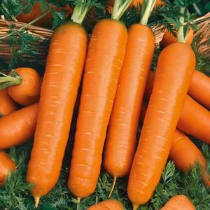 Mrkva skorá Premium Marquette vyobraziť