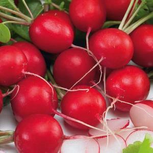 Reďkovka Premium Carmen vyobraziť