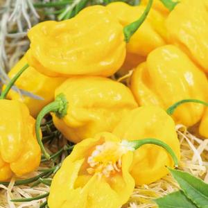 Chilli Paprika Habanero Limon vyobraziť