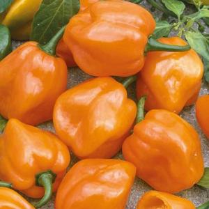 Chilli Paprika Habanero orange vyobraziť