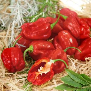 Chilli Paprika Habanero Red vyobraziť