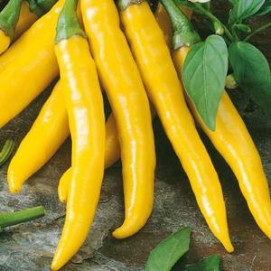 Chilli Paprika Kristián vyobraziť