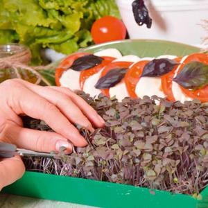 Mikrozelenina Bazalka vyobraziť