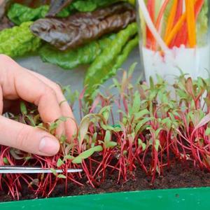 Mikrozelenina Cvikla vyobraziť