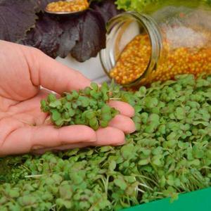 Mikrozelenina Horčica vyobraziť