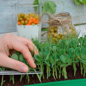 Mikrozelenina Hrach vyobraziť