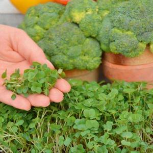 Mikrozelenina Brokolica vyobraziť