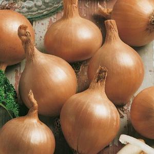 Cibuľa jarná Všetana vyobraziť