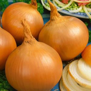 Cibuľa jarná Alice vyobraziť