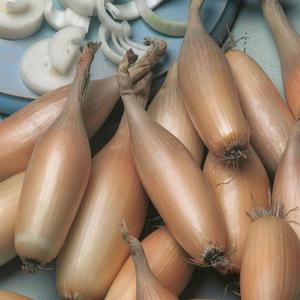 Cibuľa jarná Tosca vyobraziť