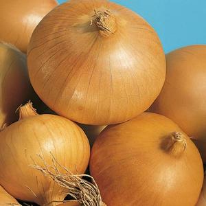 Cibuľa ozimná Augusta vyobraziť