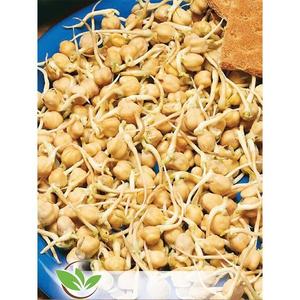 Cícer cizrna Olga vyobraziť