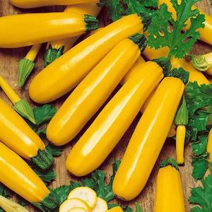 Cuketa žltá Goldena vyobraziť