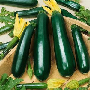 Cuketa zelená Terminátor F1 vyobraziť